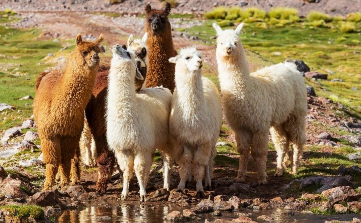 alpaca