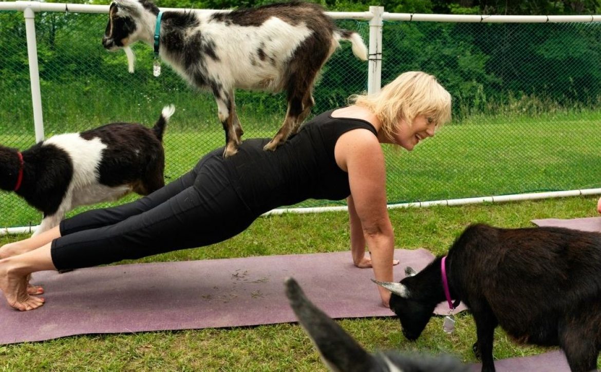 goat yoga