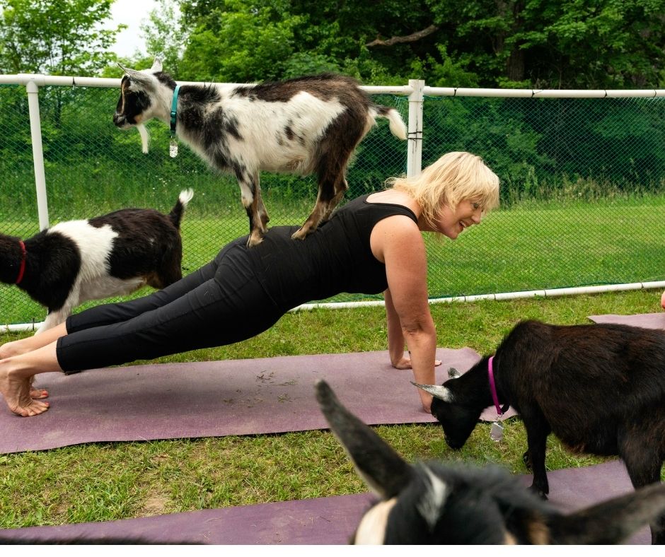 goat yoga