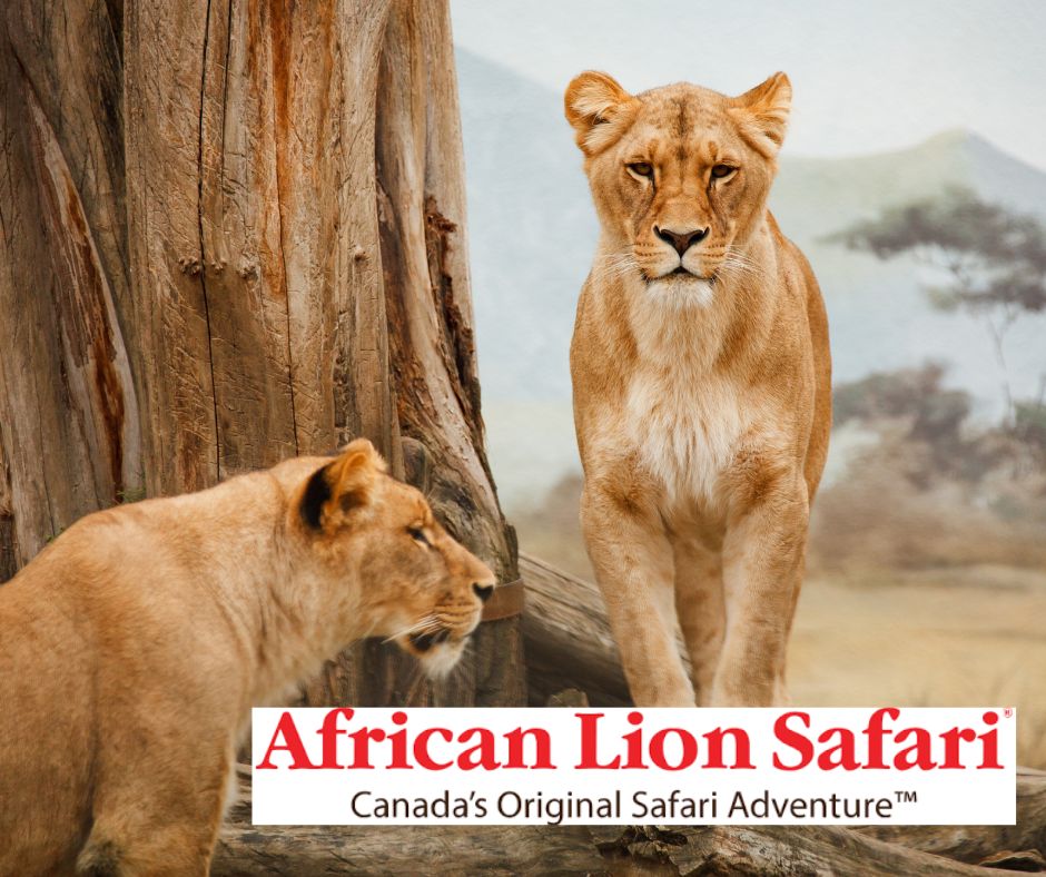 african lion safari