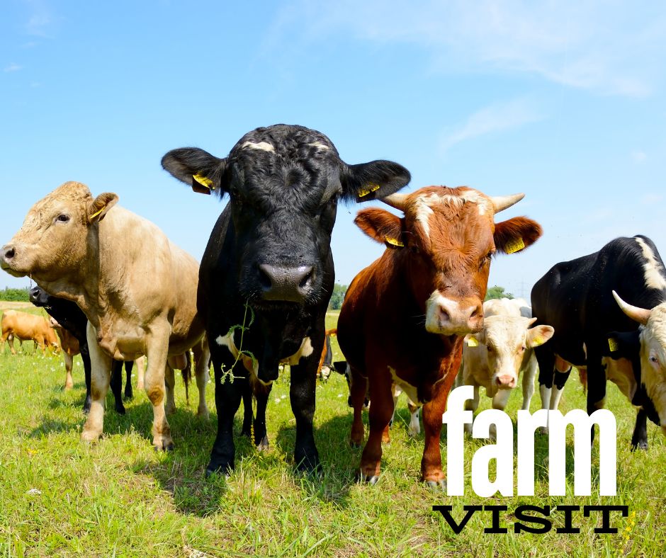 farm visit
